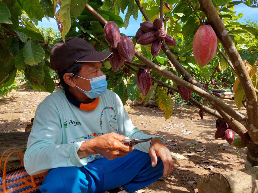 Potensi Komoditi Kakao Menjanjikan, Dewan Harap Pemkab dan Swasta Kolaborasi Tingkatkan Produksi Petani