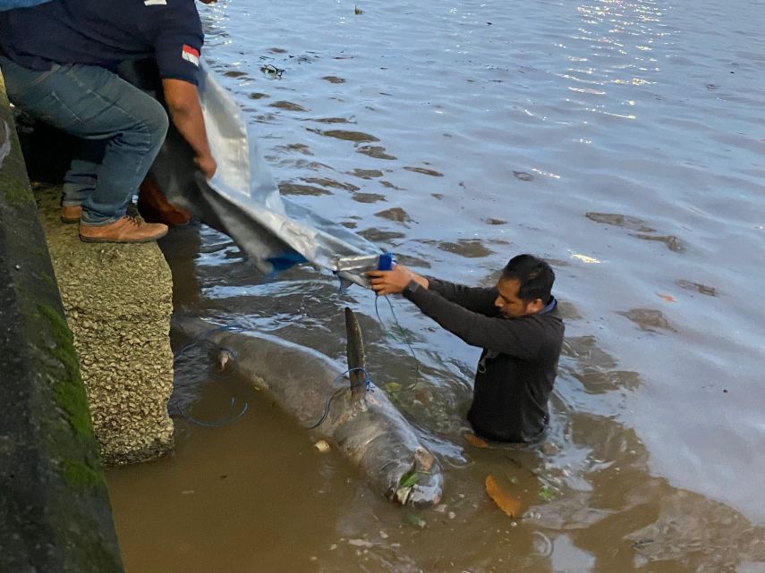 Seekor Pesut Jantan Mati Terdampar di Sungai Mahakam, Penyebab Kematian Tunggu Hasil Autopsi