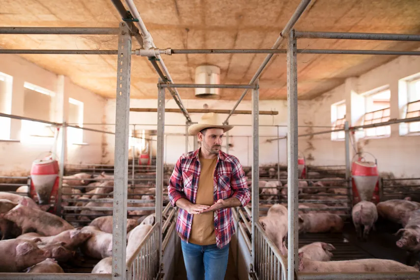 Ramai Wabah Virus Babi di Papua, Apa Itu 'African Swine Fever' atau Demam Babi Afrika?