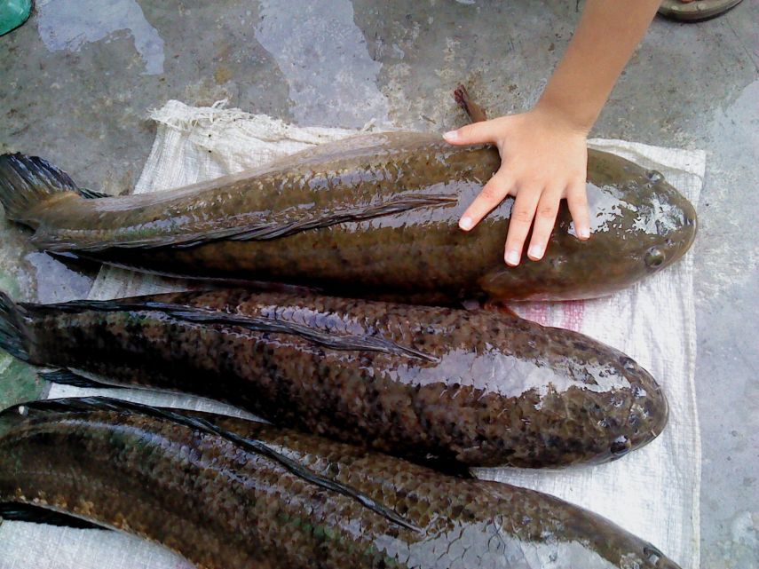 KKP Sambut Positif Program Makan Bergizi Gratis, Dorong Konsumsi Ikan untuk Cegah Stunting