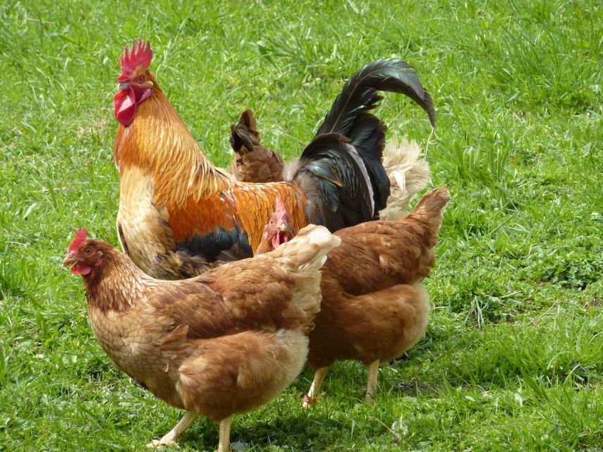 Ayam Kampung di Loktuan Bontang Mati Massal, Warga Khawatir Flu Burung