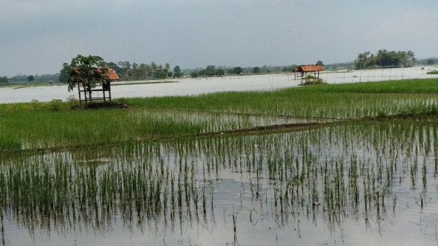 Dispertan PPU Pastikan Belum Ada Laporan Banjir, Petani Babulu Masuki Masa Panen