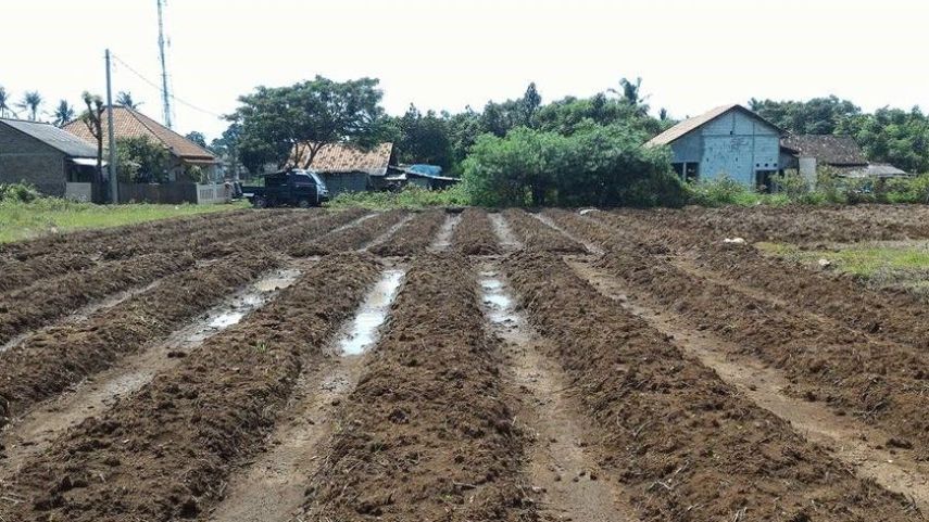 Dispertan PPU Berupaya Tingkatkan pH Tanah untuk Hasil Pertanian Lebih Optimal