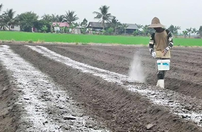 Dispertan PPU Berikan Bantuan Kapur dan Anti Asam untuk Atasi Keasaman Tanah