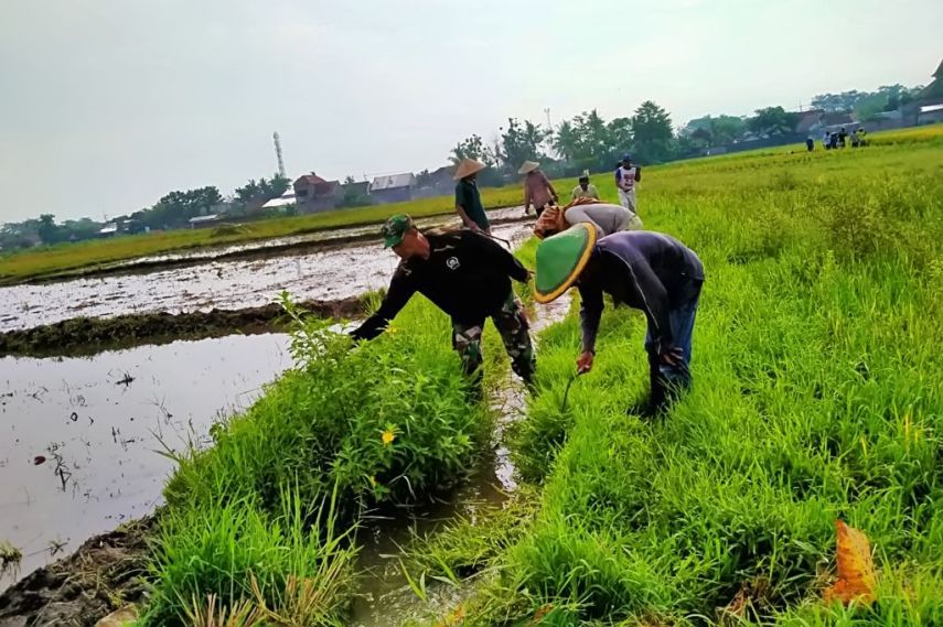 Petani PPU Lakukan Antisipasi Hama di Musim Pancaroba