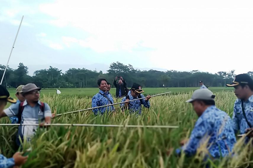 Dispertan PPU Gandeng ABI dan Pakar untuk Evaluasi Teknologi Budidaya Padi di Lahan Sulfat Masam