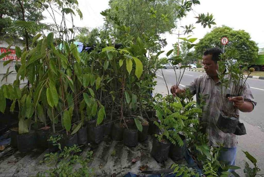 Dispertan PPU Fokus Tingkatkan Bantuan Bibit Buah Berkualitas untuk Dukung Kebutuhan IKN