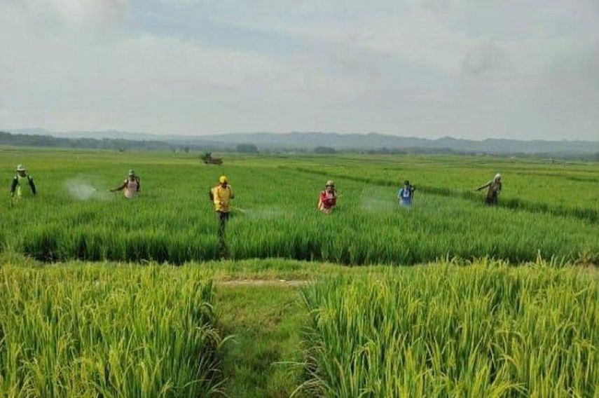 Dispertan PPU Dorong Penanaman Serentak dan Gerakan Pengendalian Hama Sebelum Musim Tanam 