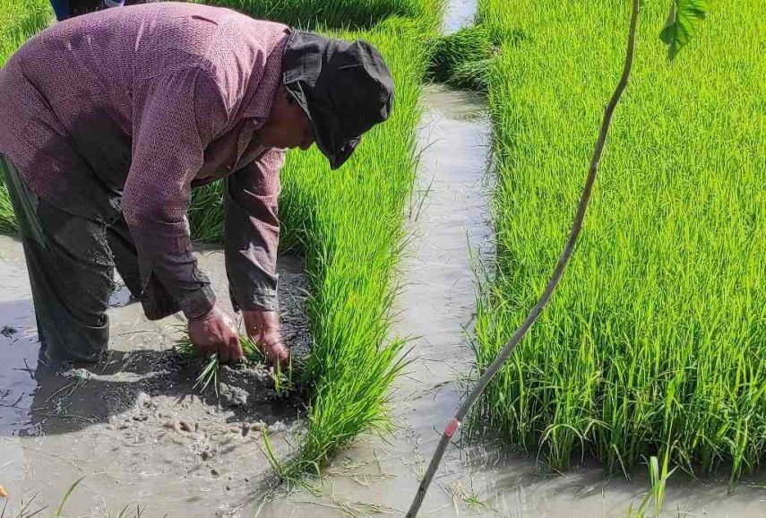 Dispertan PPU Dorong Metode Tanam Pindah, Hasil Panen di Waru Capai 5 Ton per Hektar