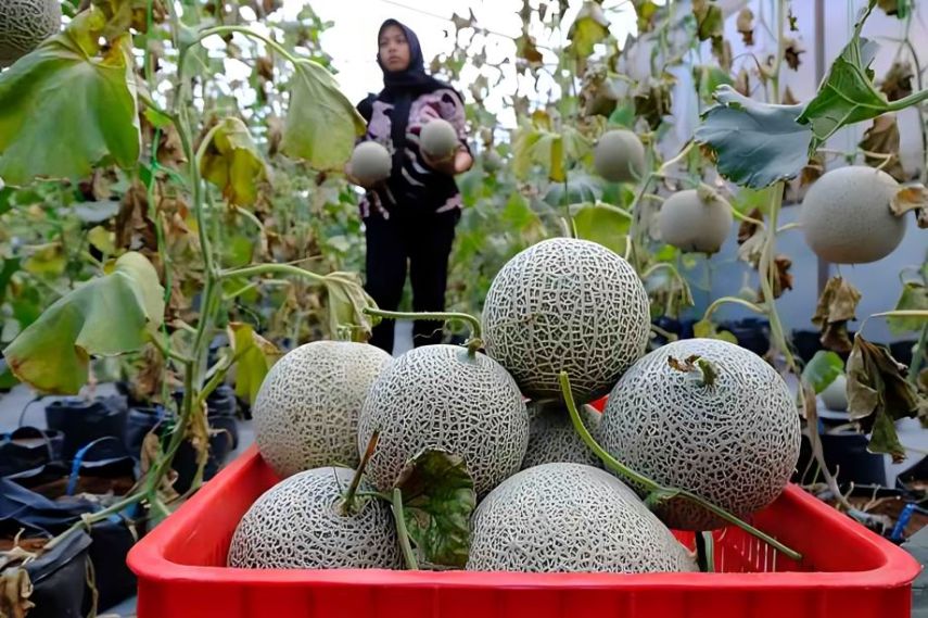 Giripurwa Jadi Sentra Pengembangan Buah-buahan, Dispertan PPU Fokus Kembangkan Bibit Kelengkeng