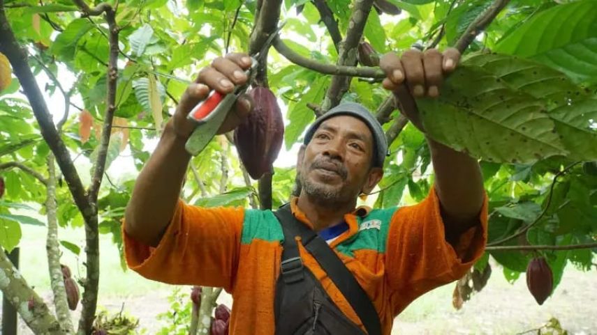 Sri Juniarsih Dorong Komoditi Kakao Terus Mendunia