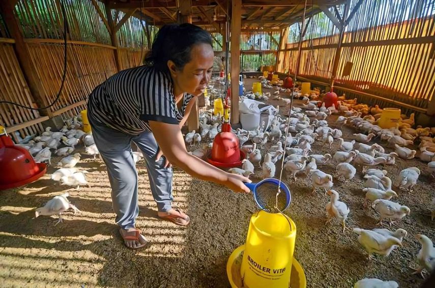 Dispertan PPU Sisir Data Peternak untuk Tingkatkan Produktivitas dan Pemasaran Ayam Potong