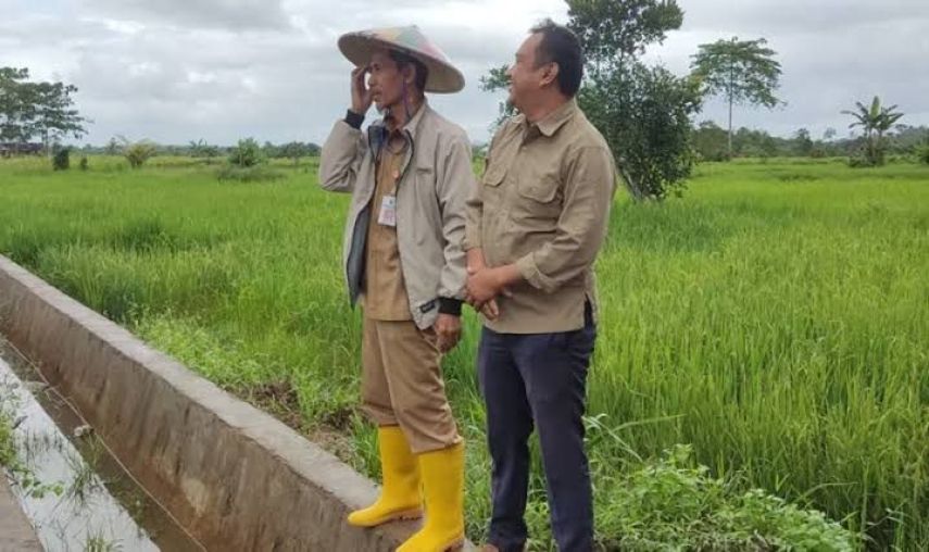 Produksi Beras di Berau Hingga 2023 Menurun, Ini Penyebabnya