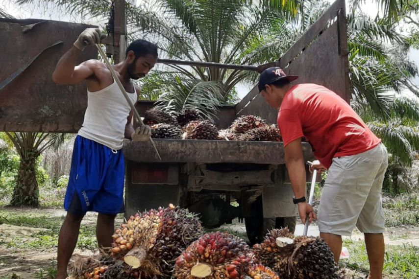 Indonesia, Malaysia, dan Uni Eropa Siapkan Panduan Praktis Peraturan Deforestasi untuk Petani Kecil