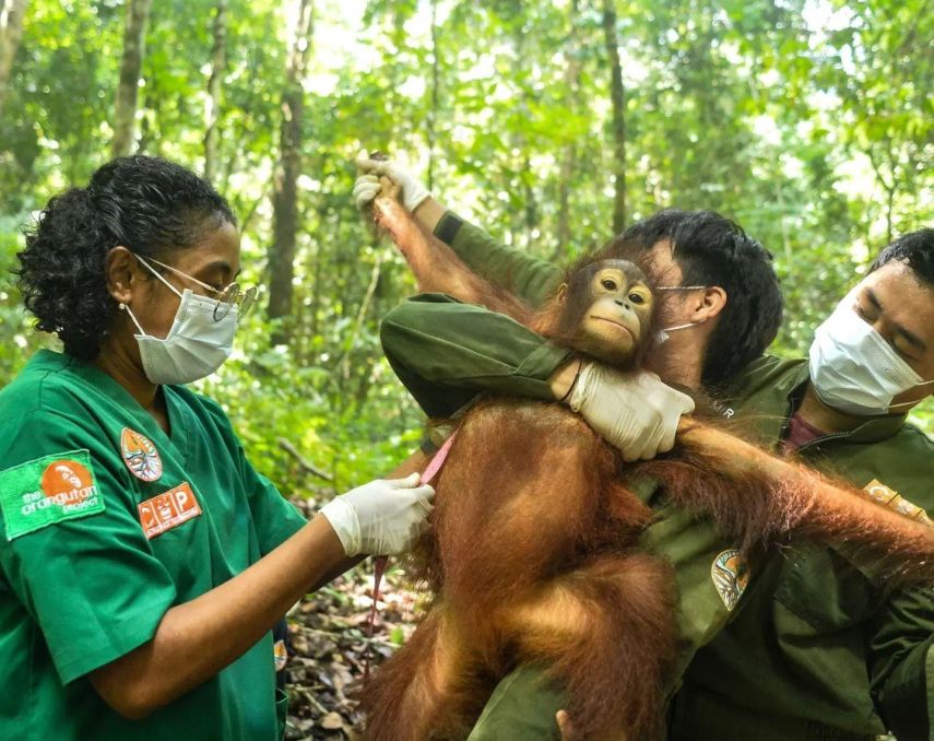 Berau Kini Miliki Klinik Orangutan untuk Penanganan Medis Sebelum Pelepasliaran