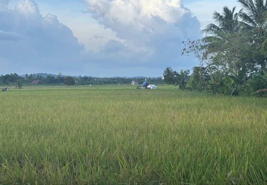 Metode Tanam Pindah Lebih Unggul, Dispertan PPU Dorong Penerapan untuk Tingkatkan Hasil Panen