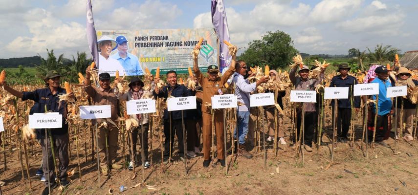 Panen Raya Benih Jagung di Tenggarong Seberang, BSIP Kaltim Siap Distribusikan 10 Ton Benih Jagung ke Kaltim dan Kaltara