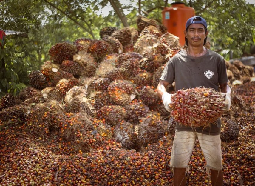 Harga Sawit Kaltim Naik Signifikan, TBS Tembus Rp 3.058 per Kilogram