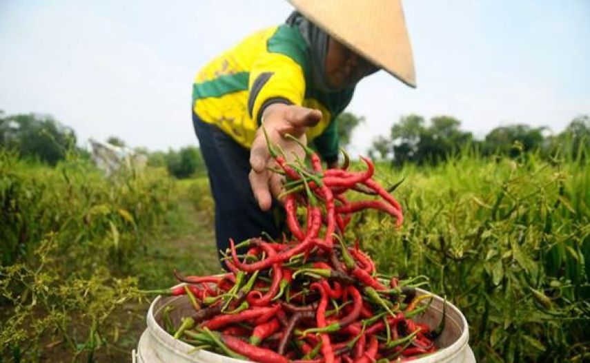 PPU Surplus Produksi Hortikultura, Cabai Masih Perlu Pasokan Luar Daerah