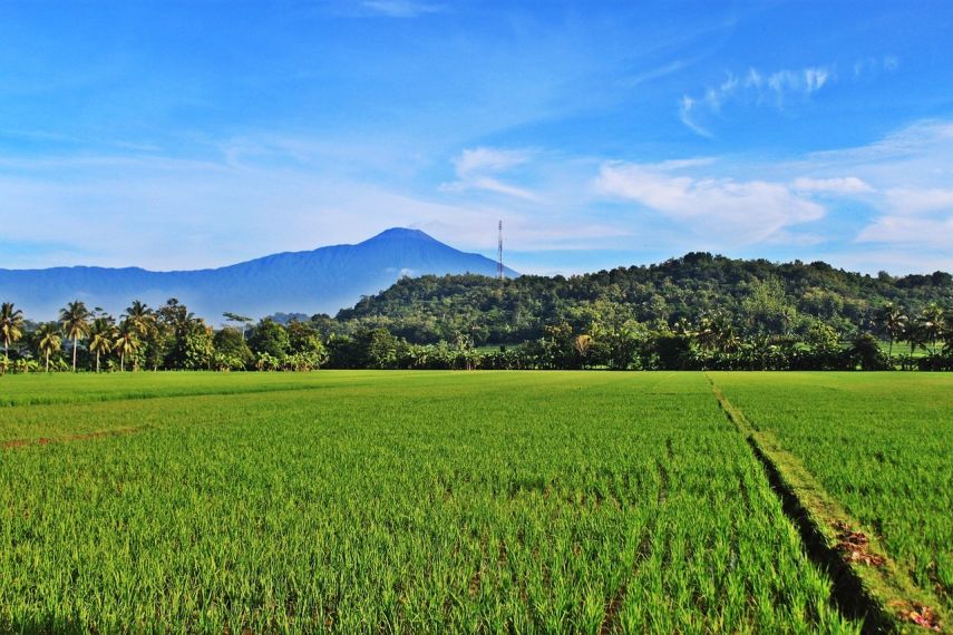 Kades Rapak Lambur Targetkan Optimalisasi Sawah Tidak Produktif pada 2025