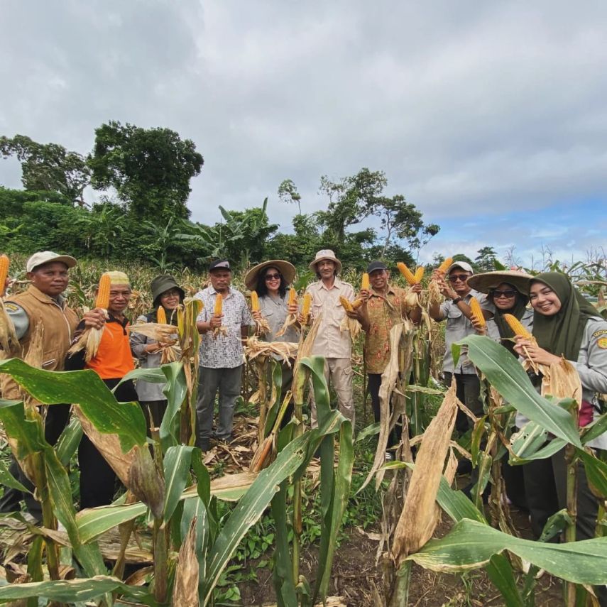 BSIP Kaltim Panen Benih Jagung Jakarin di Samarinda