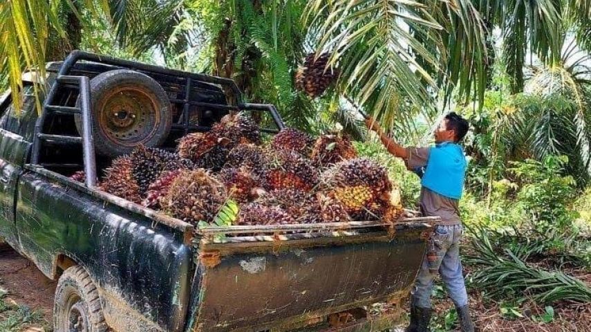 UMSK Buruh Sawit Naik 1 Persen, Kadisbun Berau Minta Perusahaan Bijak Patuhi Ketetapan