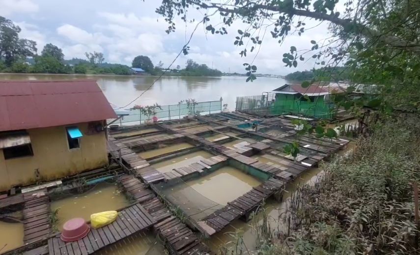 Pengeramba Ikan Air Tawar Berau Keluhkan Minimnya Bantuan Pemerintah