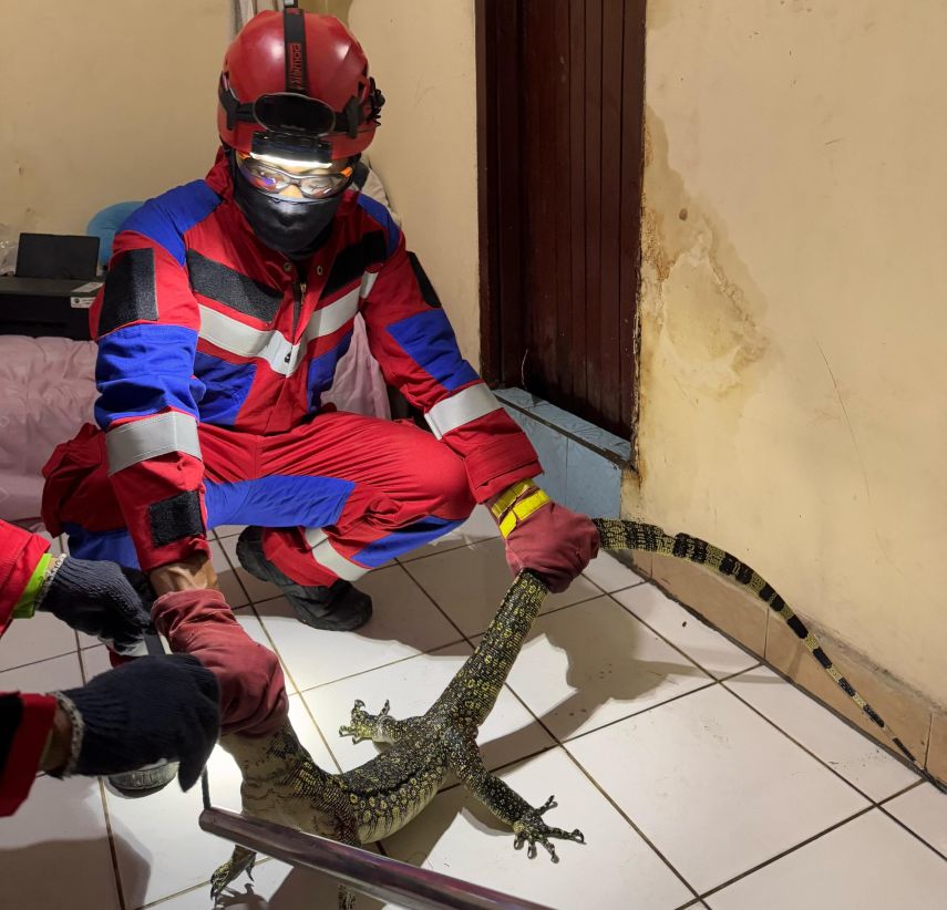 BPBD Berau Evakuasi Dua Ekor Biawak yang Masuk Toilet Rumah Warga