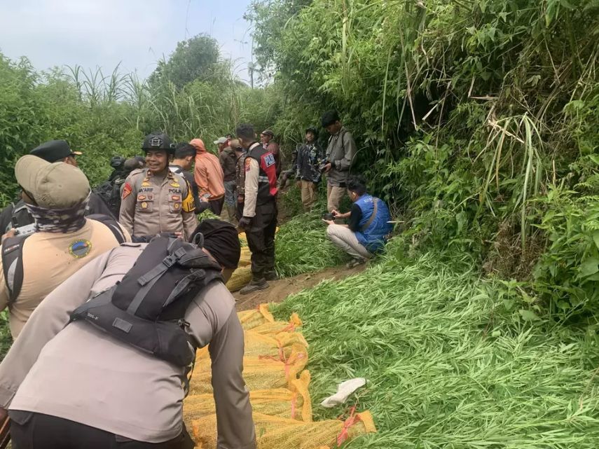 Fakta-Fakta Penemuan Ladang Ganja di Taman Nasional Bromo