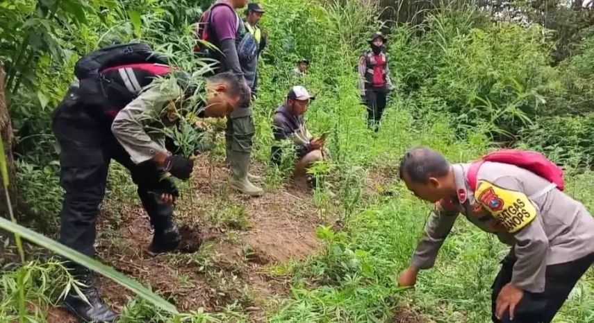 Penemuan Ladang Ganja di Bromo, Menhut Pastikan Staf Taman Nasional Tidak Terlibat