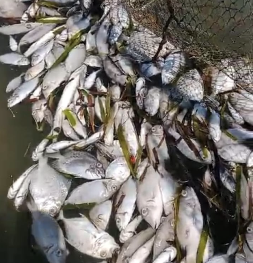 Ribuan Ikan di Perairan Bontang Lestari Mati Diduga Terpapar Limbah Perusahaan, Nelayan Desak Pemerintah Ambil Sikap