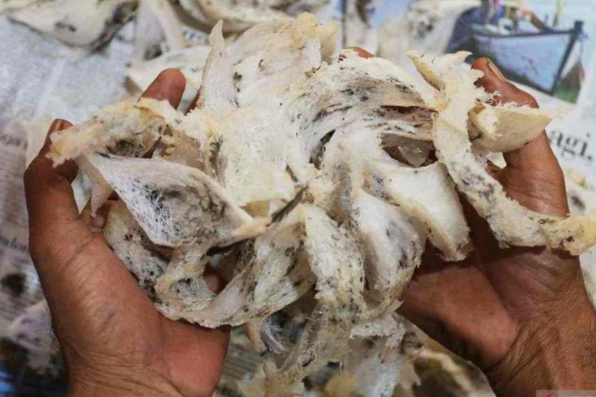 Pungutan Pajak Sarang Burung Walet Tahun 2025 Masih Nol, DPRD Samarinda Desak Bapenda Sidak Lapangan