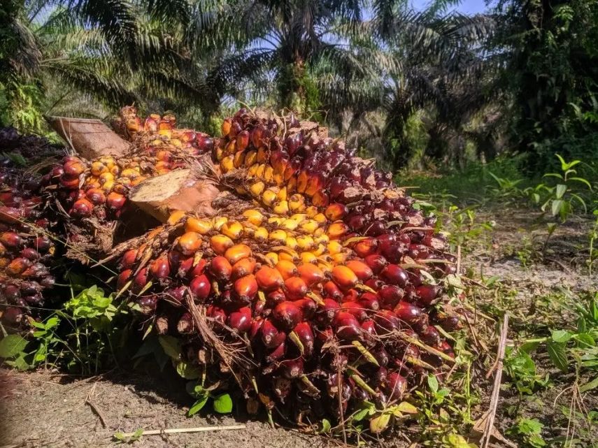Harga TBS Sawit Usia 10 Tahun ke Atas di Kaltim Turun Jadi Rp 3.272 per Kg