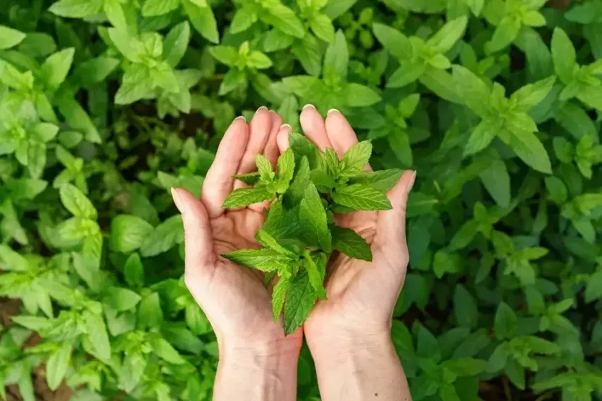 10 Herbal Efektif Atasi Kentut Berbau Menyengat