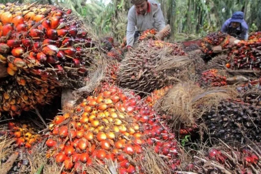 Harga TBS Sawit di Kaltim Naik Jelang Akhir April 2025, Dipicu Kenaikan Harga CPO