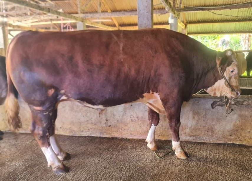 Satu Sapi Limosin Seberat 910 Kilogram, Hadiah Presiden Prabowo untuk Kurban di PPU