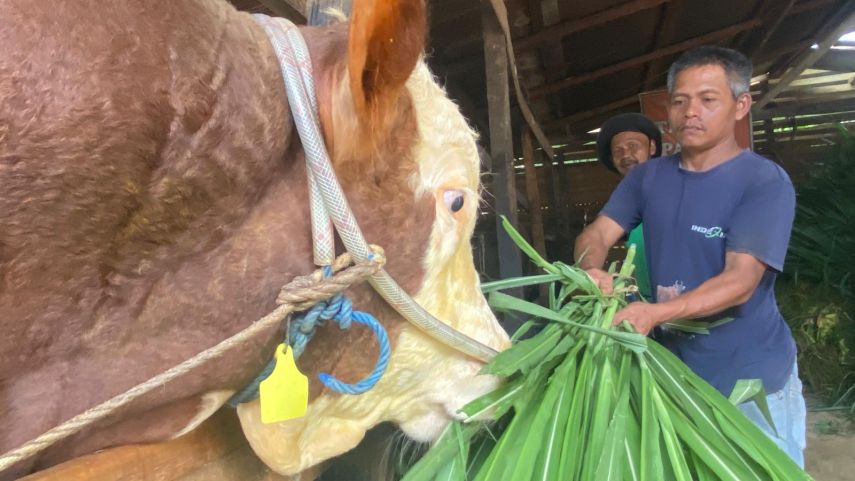 Kisah Keri dari Kaubun, Sukses Beternak hingga Kembangkan Energi Alternatif dari Limbah Ternak