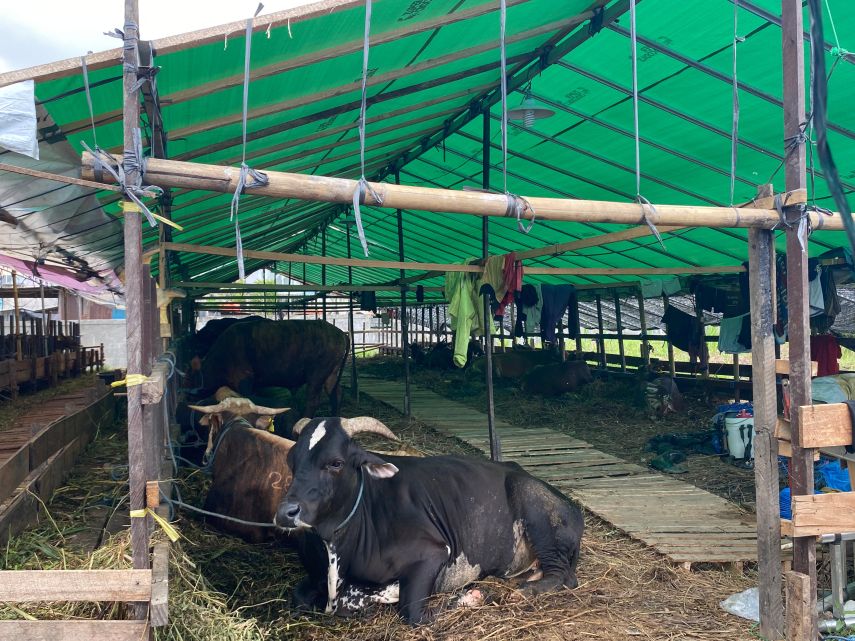 Kondisi Ekonomi Lesu, Pedagang Keluhkan Daya Beli Hewan Kurban di Samarinda Menurun Jelang Iduladha