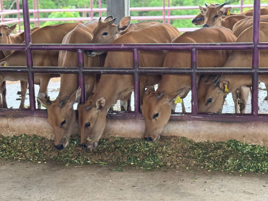 Harga Sapi Kurban di PPU Mulai Ditetapkan, Sapi Silangan Tembus Rp25 Juta