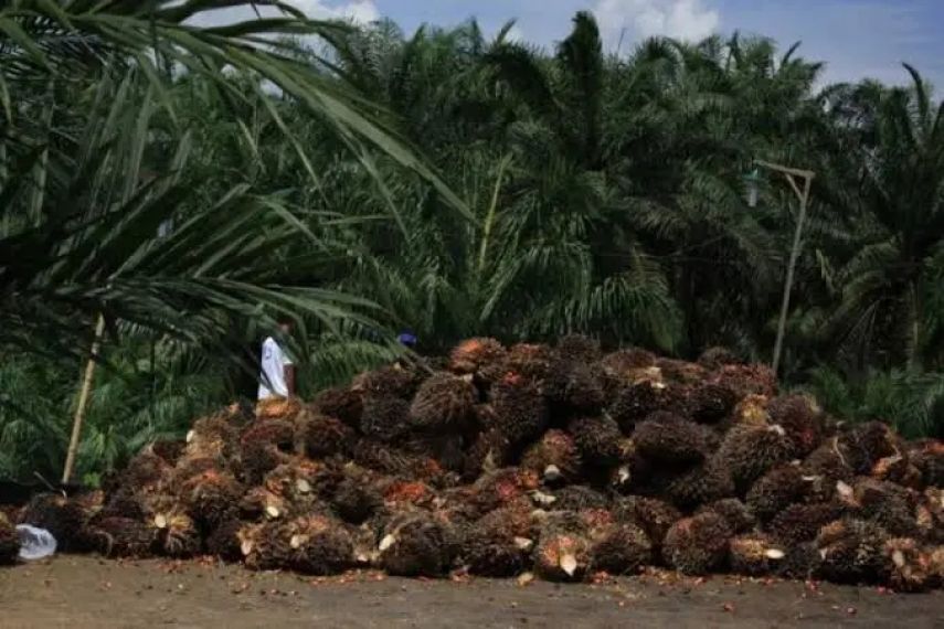 Harga TBS Sawit Kaltim Alami Penurunan Sepanjang Mei 2025, Dipicu Turunnya CPO dan Kernel