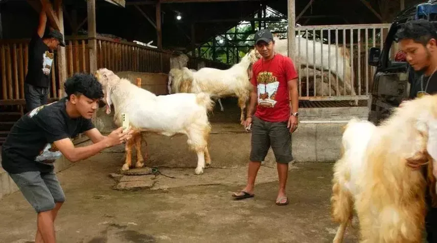 Torpedo Kambing: Kaya Nutrisi tapi Belum Terbukti Tingkatkan Vitalitas Pria