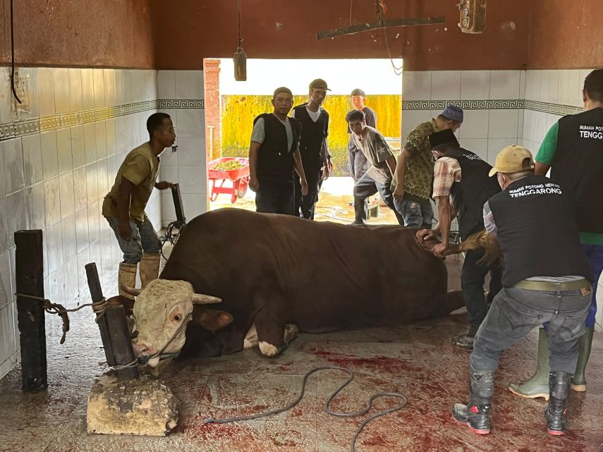 Pemkab Kukar Terima Bantuan Sapi Kurban dari Presiden Prabowo, 152 Ekor Didistribusikan ke Seluruh Kecamatan