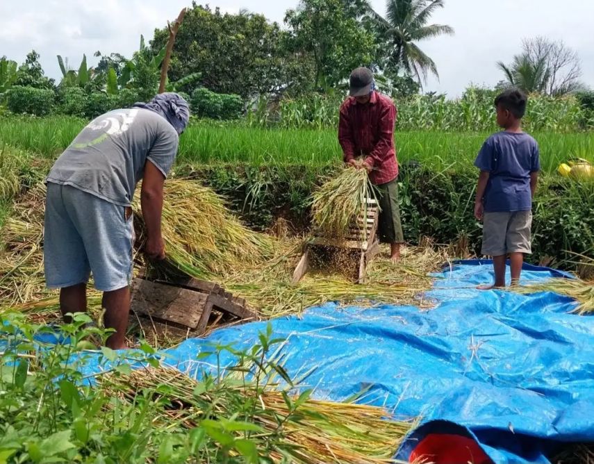 Panen Raya dan Turunnya Harga BBM Dorong Deflasi Kalimantan Timur -0,35 Persen pada Mei 2025
