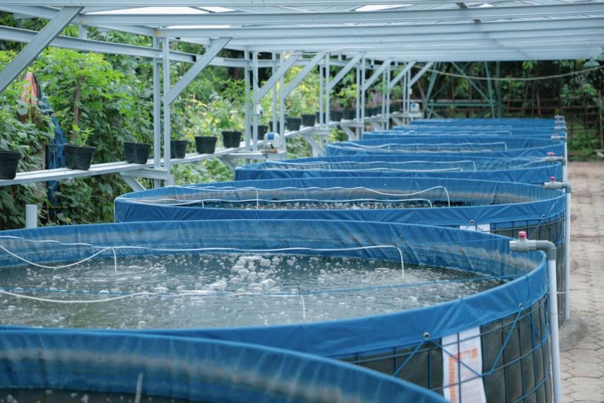 Diskan PPU Evaluasi Efektivitas Kolam Terpal untuk Budidaya Ikan