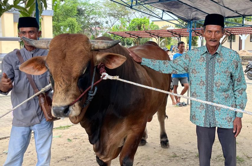 Wagub Kaltim Seno Aji Serahkan Sapi Kurban Presiden Prabowo ke Masjid Ar-Rasyidin Loa Bakung