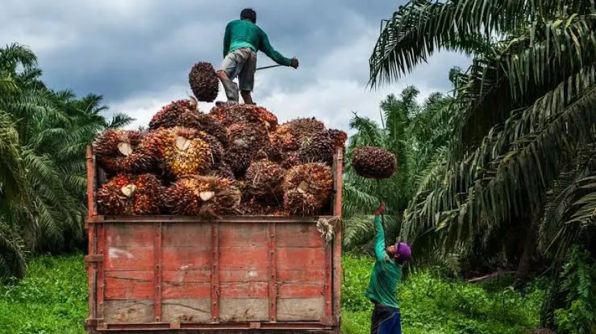 Harga TBS Sawit di Kaltim Kembali Turun pada Juli 2025, Petani Didorong Perkuat Kemitraan