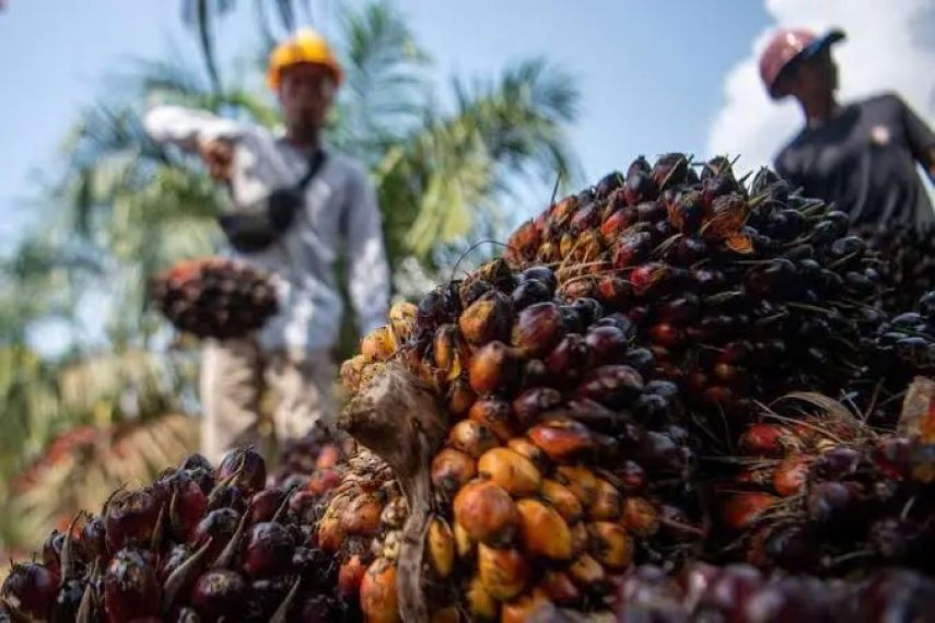 Petani Bernapas Lega, Harga TBS Sawit di Kaltim Naik