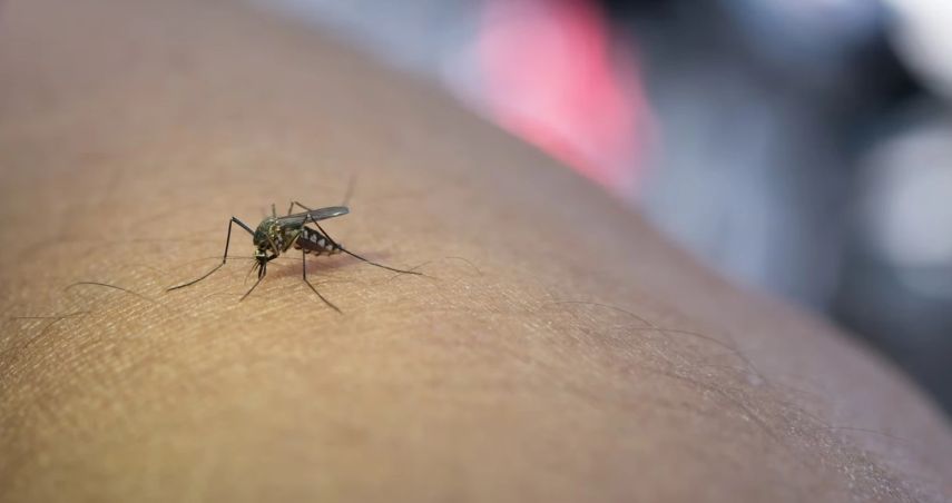 Waspada! Singapura Alami Lonjakan Kasus Chikungunya, CDA Tingkatkan Pemantauan
