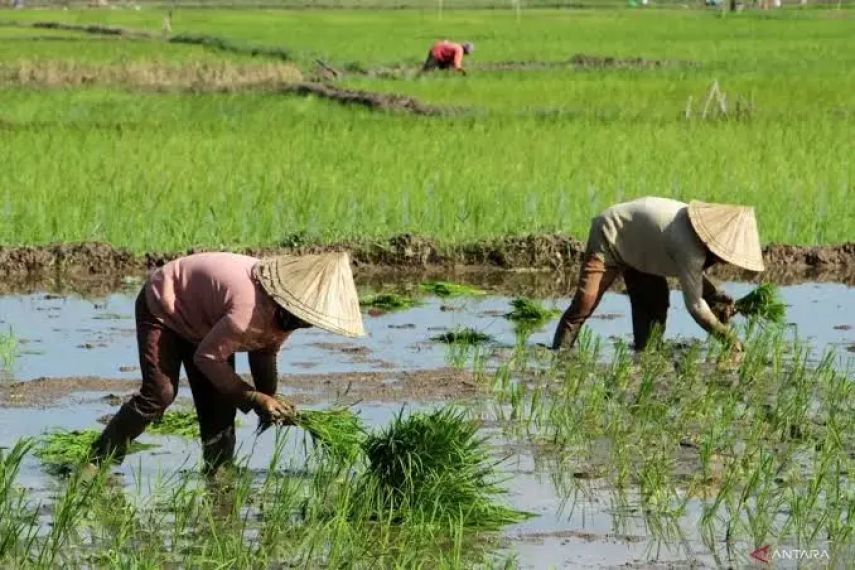 Kaltim Siapkan 506 Ton Cadangan Beras untuk Antisipasi Krisis Pangan