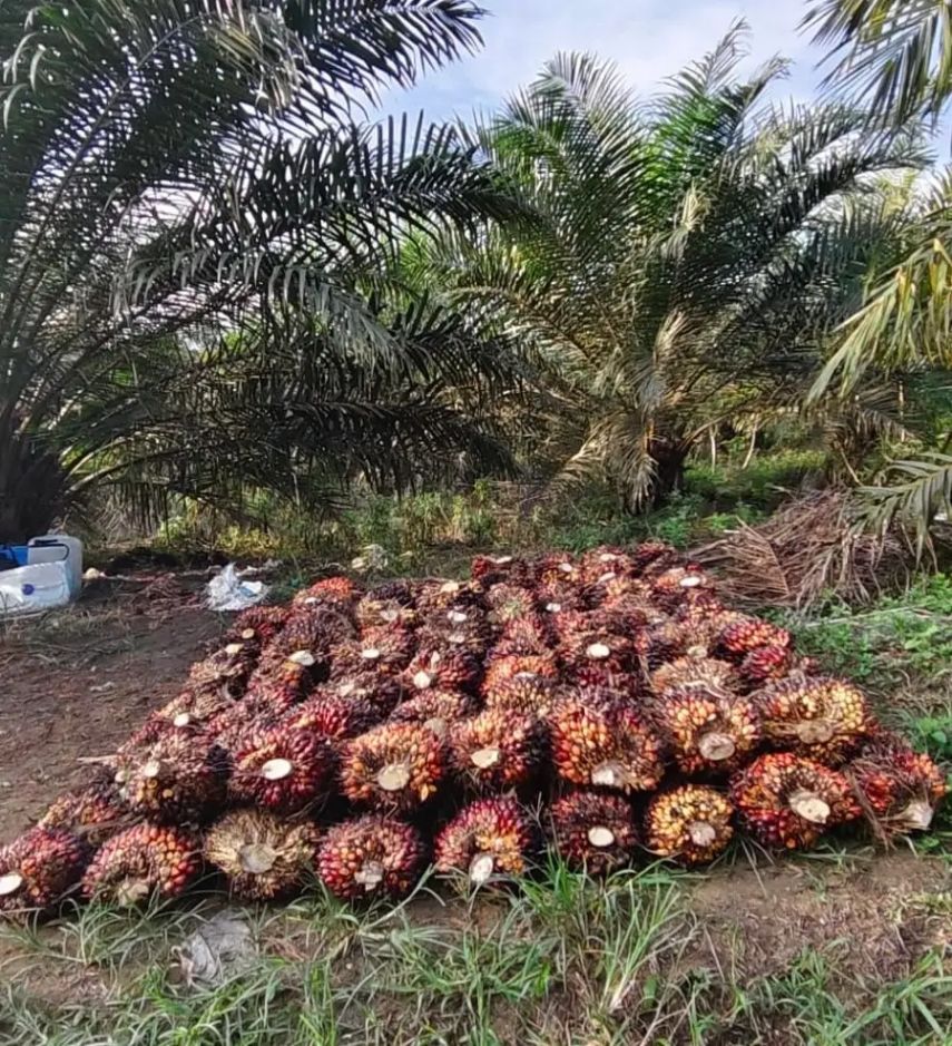 Update Harga TBS Sawit Kaltim, Semua Umur Tanaman Naik
